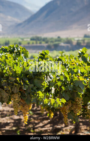 Le Chili, la Vallée d'Elqui, El Tambo, vignoble de raisins utilisés dans la production de pisco Banque D'Images