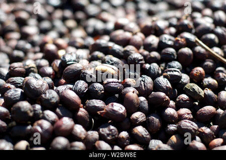 Costa Rica, San Marcos de Tarrazu, ferme de café, les cerises de café ou de baies séchant au soleil, Raw Coffee Bean Banque D'Images