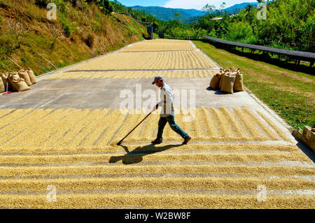 Costa Rica, San Marcos de Tarrazu, ferme de café, le séchage au soleil des grains de café, processus naturel de séchage permet d'atteindre la plus haute qualité Banque D'Images