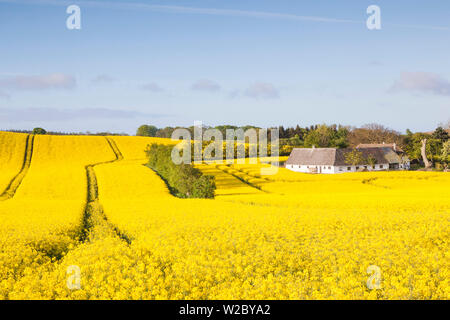 Le Danemark, Mon, Magleby, ferme et champ de colza, printemps, aube Banque D'Images