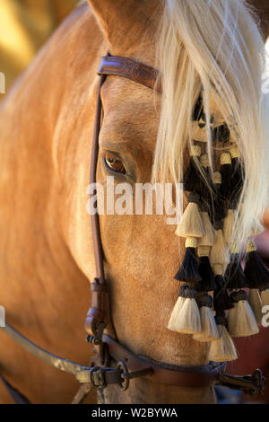 Cheval, Cheval annuel, Jerez de la Frontera, province de Cadiz, Andalousie, Espagne Banque D'Images