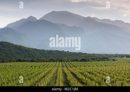 La Grèce, la Macédoine Centrale Région, Dion, vignoble à l'ombre du mont Olympe Banque D'Images