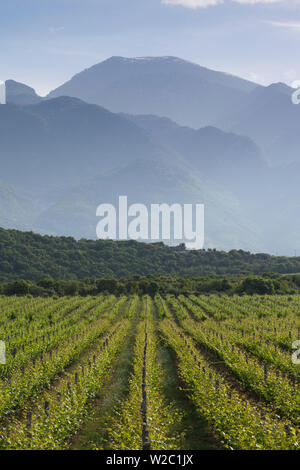 La Grèce, la Macédoine Centrale Région, Dion, vignoble à l'ombre du mont Olympe Banque D'Images