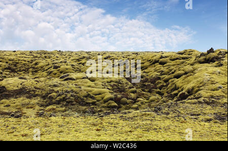 Mousse d'Islande couvre la roche volcanique Banque D'Images