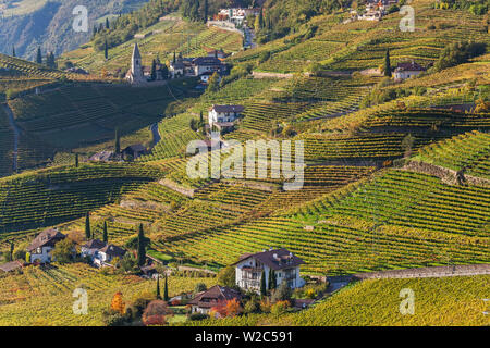 Vignes près de Bolzano, Trentin-Haut-Adige, Italie du Sud Banque D'Images