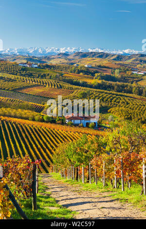 Vignes, nr Alba, Langhe, Piémont (ou Piemonte ou Piedmonte), Italie Banque D'Images