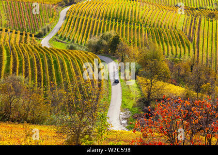 Vignes, nr Alba, Langhe, Piémont (ou Piemonte ou Piedmonte), Italie Banque D'Images