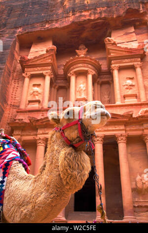 Camel en avant du trésor, Petra, Jordanie, Moyen-Orient Banque D'Images
