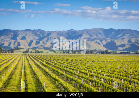 Vignoble pittoresque, Blenheim, Marlborough, île du Sud, Nouvelle-Zélande Banque D'Images