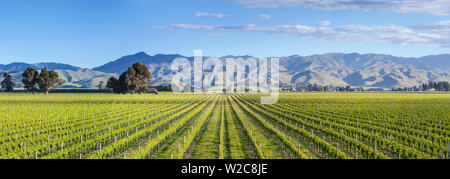 Vignoble pittoresque, Blenheim, Marlborough, île du Sud, Nouvelle-Zélande Banque D'Images