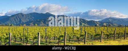 Vignoble pittoresque, Blenheim, Marlborough, île du Sud, Nouvelle-Zélande Banque D'Images