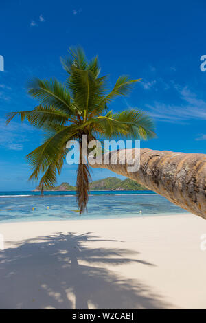 Palmier et plage tropicale, dans le sud de Mahe, Seychelles