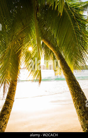 Palmiers et plage tropicale, dans le sud de Mahe, Seychelles Banque D'Images
