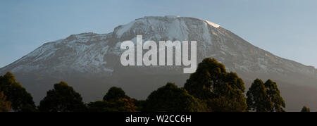 Le mont Kilimanjaro panorama d'arbres à l'avant, à partir de la Tanzanie Banque D'Images