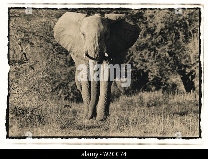 Elephant walking towards camera dans la brousse africaine, en Tanzanie Banque D'Images