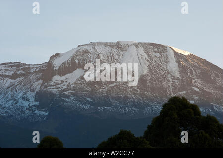 Le Kilimandjaro avec des arbres à l'avant, à partir de la Tanzanie Banque D'Images