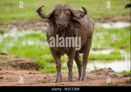 Buffle africain par waterhole, Mikumi, Tanzaina Banque D'Images