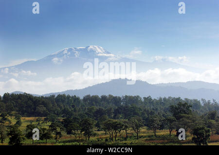 Le Kilimandjaro avec des arbres à l'avant, à partir de la Tanzanie Banque D'Images