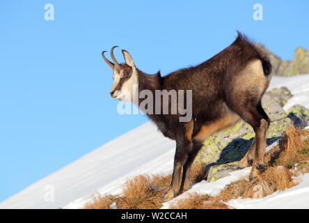 En hiver à Chamois Rupicapra rupicapra Tatras - Banque D'Images