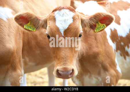 Les vaches de Guernesey, Guernesey, Channel Islands Banque D'Images