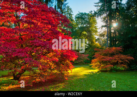 Royaume-uni, Angleterre, Gloucestershire, Westonbirt Arboretum Banque D'Images