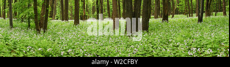 Fleurs sur le sol forestier en panorama Banque D'Images