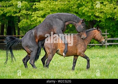 Chambre chevaux, l'appariement sur le pâturage, Allemagne Banque D'Images