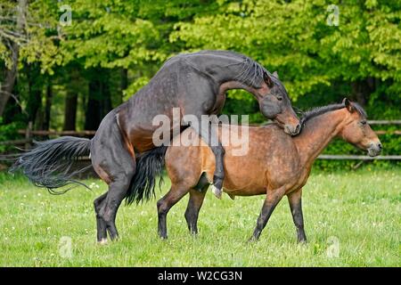 Chambre chevaux, l'appariement sur le pâturage, Allemagne Banque D'Images