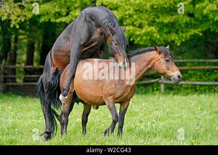 Chambre chevaux, l'appariement sur le pâturage, Allemagne Banque D'Images