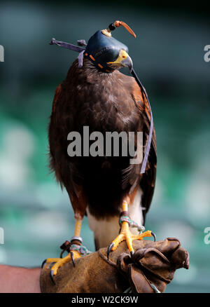 Londres, Royaume-Uni. 8 juillet, 2019. Le Rufus, le faucon de Wimbledon Wimbledon 2019, 2019 Allstar Crédit : photo library/Alamy Live News Banque D'Images