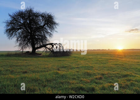 Arbre et le soleil Banque D'Images
