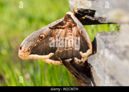 Close-up deux papillons empereur viennois (saturnia pyri) dans la lumière du soleil Banque D'Images
