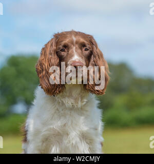 English SPRINGER SPANIEL Banque D'Images