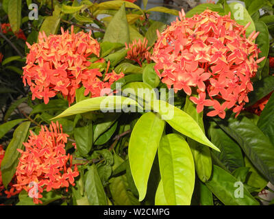 Ashoka plante avec les fleurs rouges et feuilles vertes. Banque D'Images