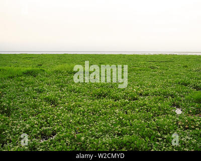 Vembanad lake avec des algues vertes à la surface dans le Kerala, Cochin Banque D'Images