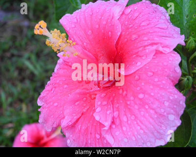 Plantes tropicales avec Hibiscus fleurs de couleur rose, Kochi, Kerala Banque D'Images