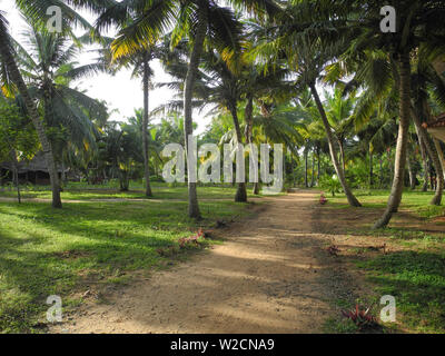 Chemin le long de la côte de la mer d'Oman, le Kerala, Trivandrum Banque D'Images