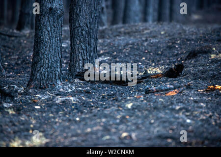 Alt Jabel, Allemagne. 08 juillet, 2019. Les troncs calcinés stand dans la forêt sur l'ancienne zone d'entraînement militaire. Une semaine après le déclenchement de l'incendie de forêt près de Lübtheen dévastatrices dans le sud-ouest de Mecklembourg, les flammes dans la zone, ce qui est fortement contaminé par des munitions, ont éteint, en fonction de la commande. Sur une superficie d'environ 500 hectares, il y a encore rougeoyant des nids dans le sol qui doit être observée de près. Un total de 1 200 hectares de forêt ont été touchés. Credit : Jens Büttner/dpa-Zentralbild/dpa/Alamy Live News Banque D'Images