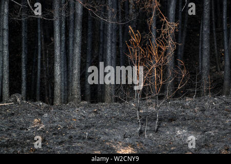 Alt Jabel, Allemagne. 08 juillet, 2019. Les troncs calcinés stand dans la forêt sur l'ancienne zone d'entraînement militaire. Une semaine après le déclenchement de l'incendie de forêt près de Lübtheen dévastatrices dans le sud-ouest de Mecklembourg, les flammes dans la zone, ce qui est fortement contaminé par des munitions, ont éteint, en fonction de la commande. Sur une superficie d'environ 500 hectares, il y a encore rougeoyant des nids dans le sol qui doit être observée de près. Un total de 1 200 hectares de forêt ont été touchés. Credit : Jens Büttner/dpa-Zentralbild/dpa/Alamy Live News Banque D'Images