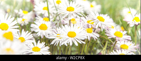 Champ de marguerites sauvages romantique avec l'accent sur une seule fleur. Oxeye daisy, Leucanthemum vulgare, Marguerites, Dox-eye, Common daisy, Daisy, daisy Lune Chien, Cam Banque D'Images