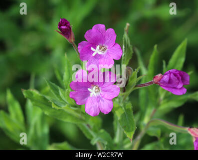 Close up d'Epilobium hirsutum, communément appelée le grand willowherb, great hairy willowherb ou pubescente willowherb, blooming in forest Banque D'Images