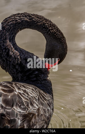 Black Swan à Slimbridge Banque D'Images