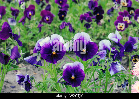 De plus en plus pensées violettes au printemps jardin. Viola tricolor fleurs colorées Banque D'Images