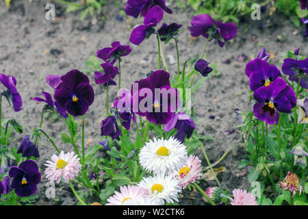 De plus en plus pensées violettes au printemps jardin. Viola tricolor fleurs colorées Banque D'Images