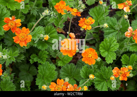 Quellyon Geum orange fleurs poussant dans le jardin de printemps. Benoîte Geum chiloense chilien ou Balb. ex Ser. des plantes, vue du dessus Banque D'Images