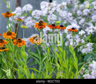 Helenium 'court et Sassy' contexte Campanula 'Loddon Anna' Banque D'Images