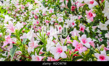 Fleurs rose pâle de Weigela Florida variegata. Floral background Banque D'Images