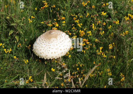 Shaggy parasol champignons, nom latin Cardinal rouge / Northern Cardinal rhacodes, parmi les graminées et la commune-trefoil, nom latin, Lotus corniculatus Banque D'Images