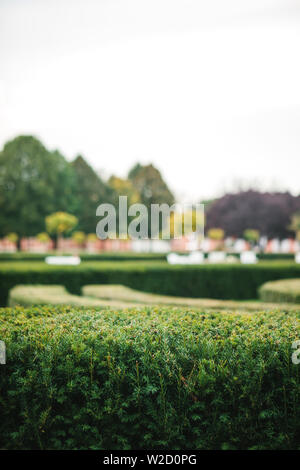 Parc de la ville avec des arbustes et des arbres. Selective focus sur les buissons. Lieu de repos. Banque D'Images