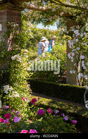 David Austin Roses, les gens d'acheter les plantes. Banque D'Images